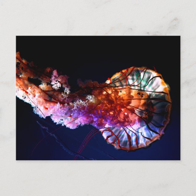 Lebhafte tropische Meeresquallen Postkarte (Vorderseite)