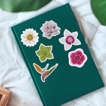 Lebhafte, von Hand Gezeichnet Wildblume & Sukkulen