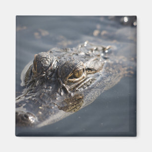 Lebhafter amerikanischer Alligator im Wasser Magnet