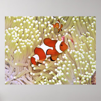 Lebhafter Clownfisch Poster