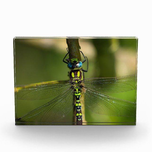 Lebhafter Hawker Dragonfly Nah Up - Wildlife Foto (Vorderseite)
