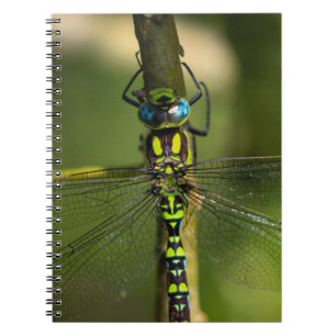 Lebhafter Hawker Dragonfly Nah Up - Wildlife Foto Notizblock