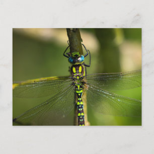 Lebhafter Hawker Dragonfly Nah Up - Wildlife Foto Postkarte