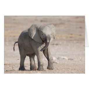 Lebhafter junger Elefant
