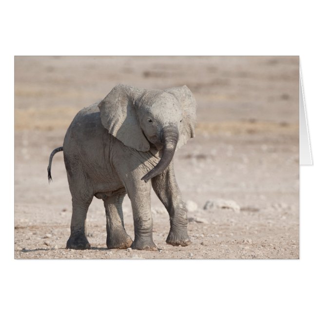Lebhafter junger Elefant (Vorderseite (Horizontal))