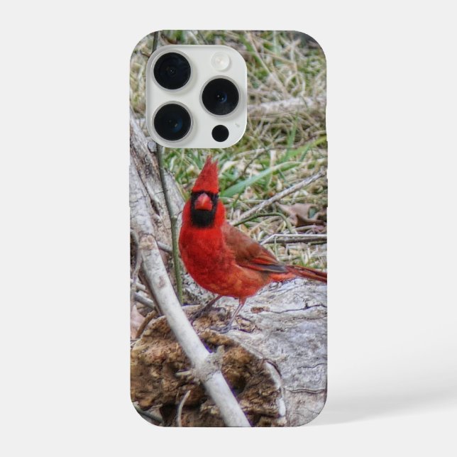 Lebhafter Kardinal iPhone Hülle (Rückseite)