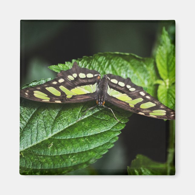 Lebhaftes Green Magnet (Vorne)