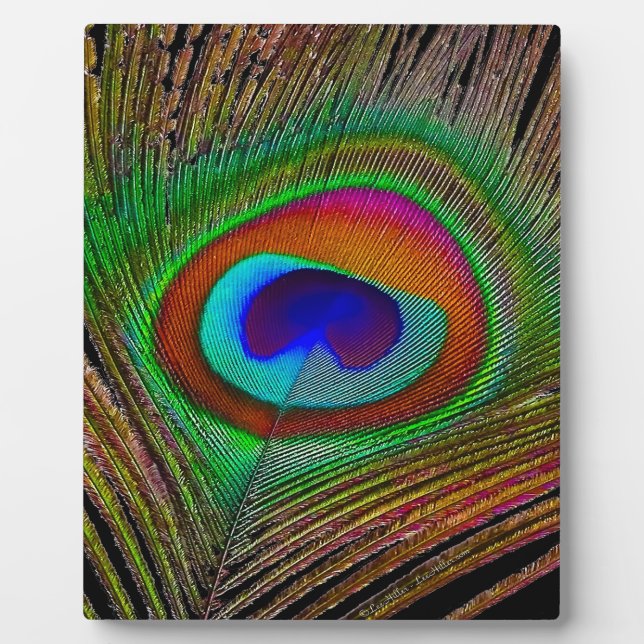 Lebhaftes Kupfer Peacock Feather Fotoplatte (Vorderseite)