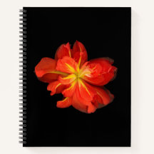 Lebhaftes Orange Begonia Macro