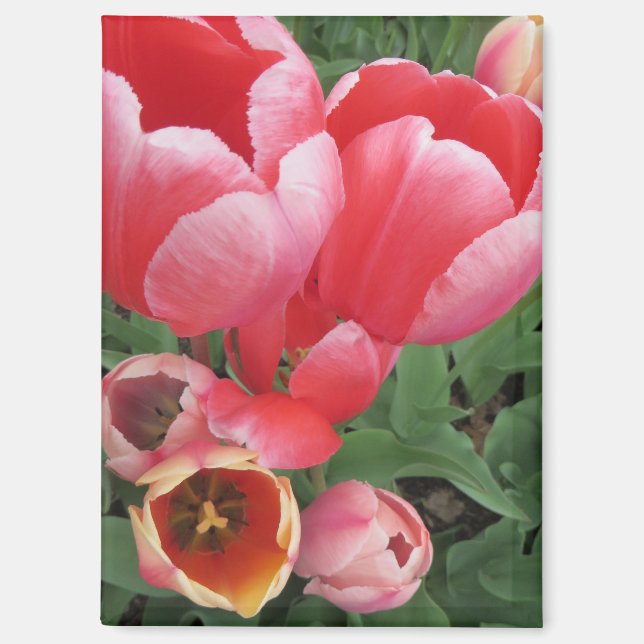 Lebhaftes rosa Tulpen-Foto Magnet (Vorderseite)