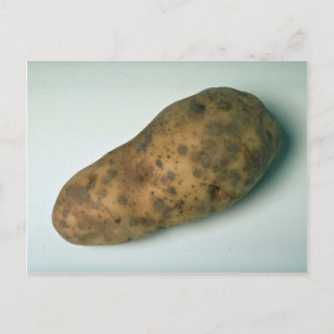 Leckere Kartoffel Postkarte
