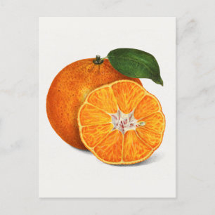 Leckere Orange Mandarine Fruchtmalerei Postkarte