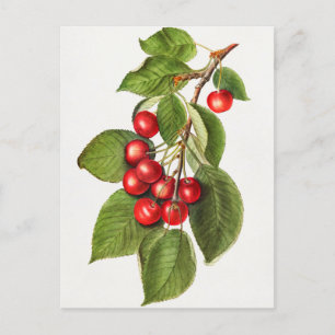 Leckere rote Kirschen Obst Aquarellmalerei Postkarte