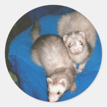 Leckerei Ferrets
