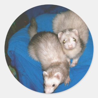 Leckerei Ferrets Runder Aufkleber