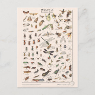Leçons de choses les insectes postkarte