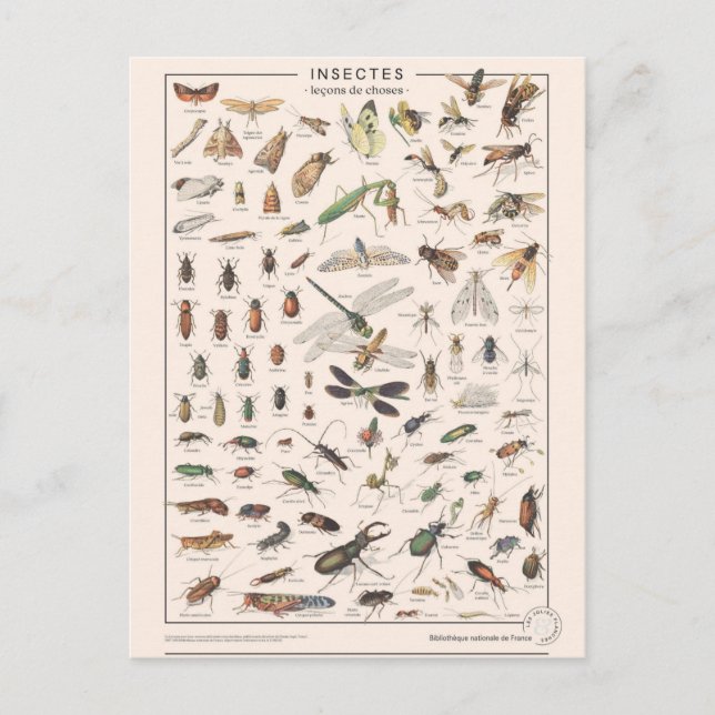 Leçons de choses les insectes postkarte (Vorderseite)