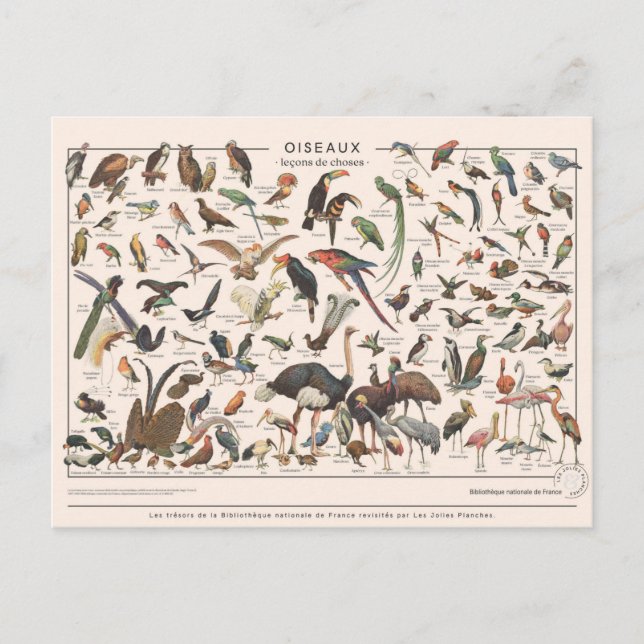 Leçons de choses les oiseaux postkarte (Vorderseite)