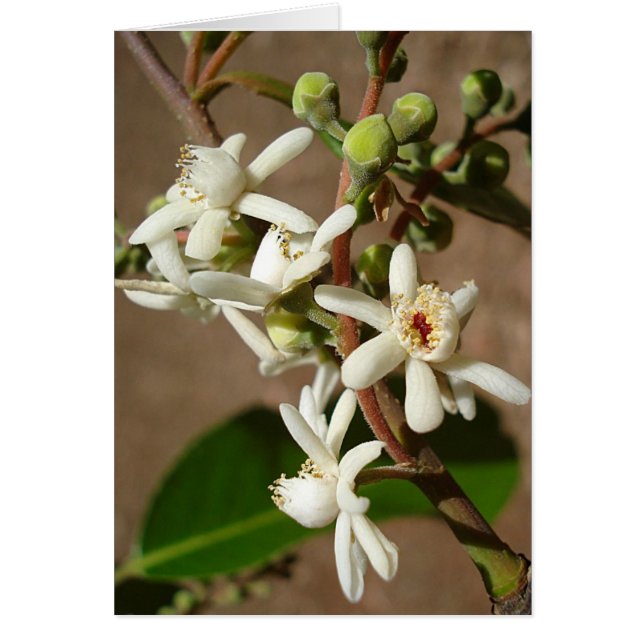 LECYTHIDACEAE: Cariniana legalis (Vorne)