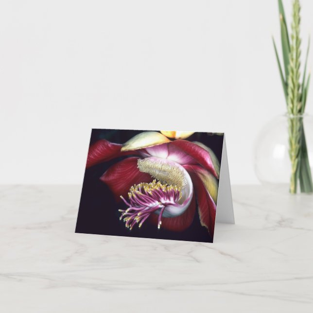 LECYTHIDACEAE: KARTE (Vorderseite)