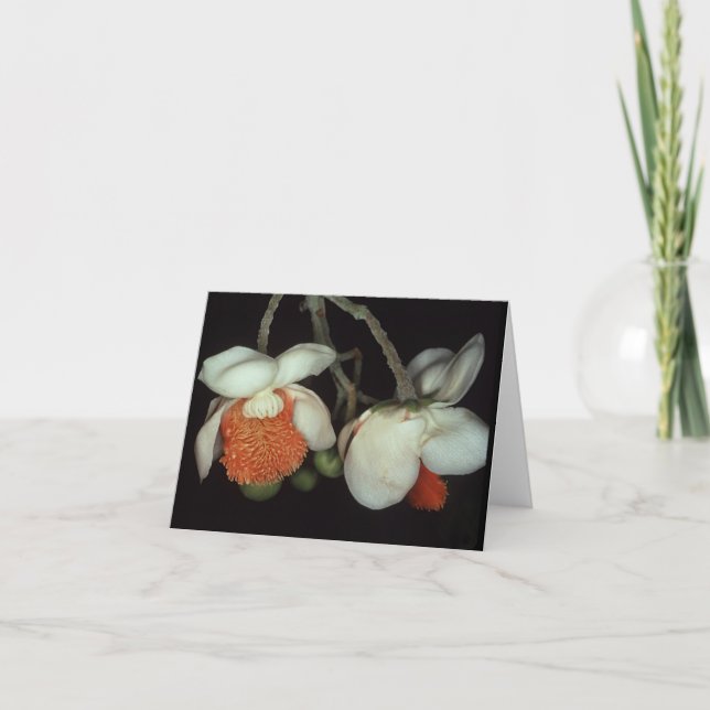 LECYTHIDACEAE: Lecythis bleibt bestehen Karte (Vorderseite)