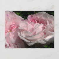 Leda Rose Blume Postkarte