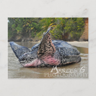 Lederschildkröte Postkarte