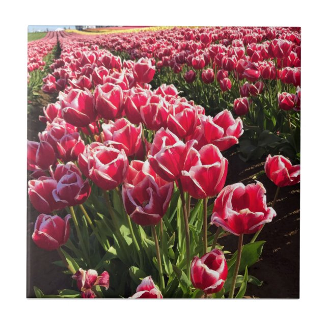 Leen Van Der Mark Tulips, Oregon Fliese (Vorderseite)