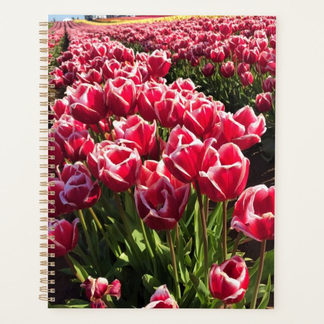 Leen Van Der Mark Tulips, Oregon Planer (Vorderseite)