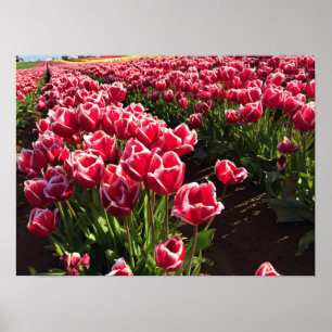 Leen Van Der Mark Tulips, Oregon Poster