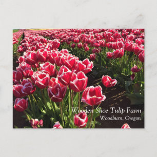 Leen Van Der Mark Tulips, Oregon Postkarte
