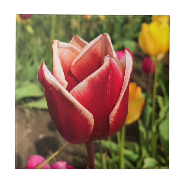 Leen Van Der Mark Tulpe, Oregon Fliese (Vorderseite)