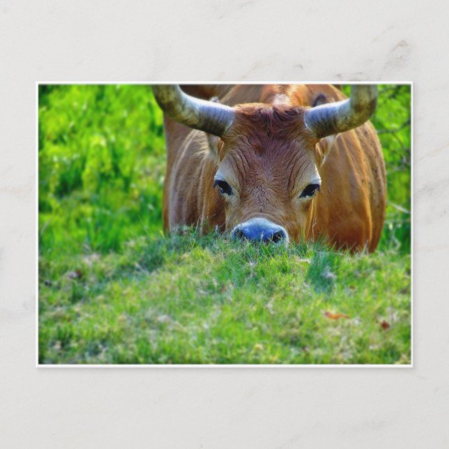 leer postkarte (Vorderseite)