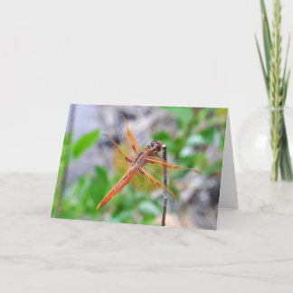 Leere Grußkarte mit dem Dragonfly-Foto Karte