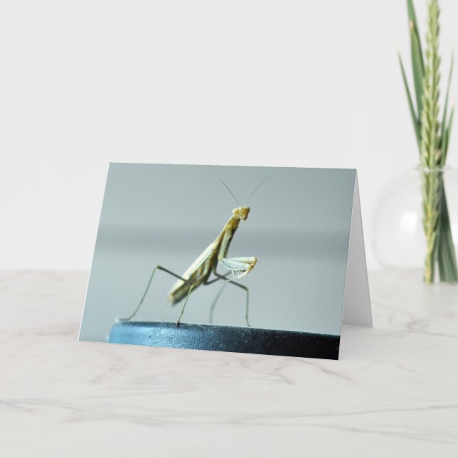 Leere Grußkarte mit Foto des betenden Mantis Karte (Vorderseite)