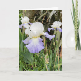 Leere helllila Iris-Blumenkarte Karte