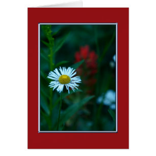 Leere Innenseite, weiße Daisy-Wildblume