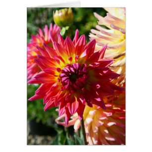 Leere Karte, Dahlie-Blume