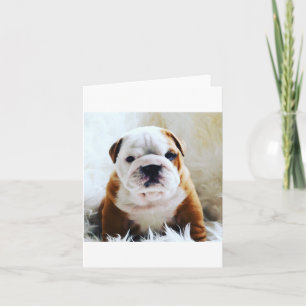 Leere Karte der britischen Bulldogge