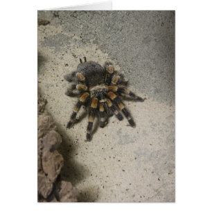 Leere Karte des Tarantula
