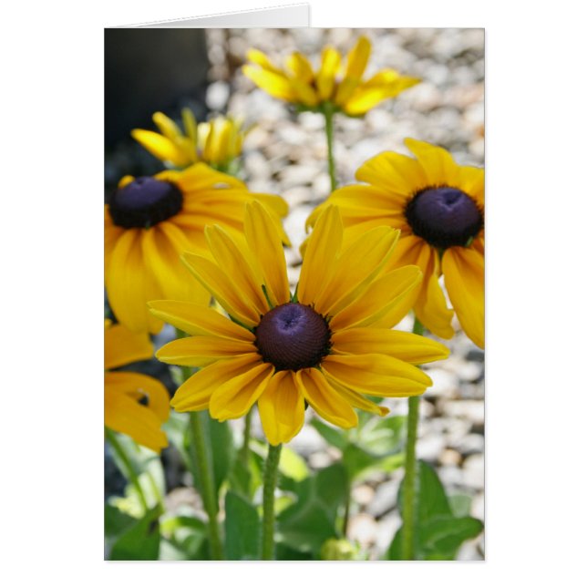 Leere Karte, Rudbeckia-Blume (Vorne)