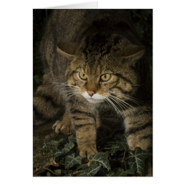 Leere Karte - Scottish wildcat 2 (Vorne)