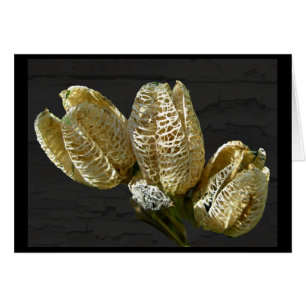 Leere Lily Seed Pods Koordinaten von Elementen