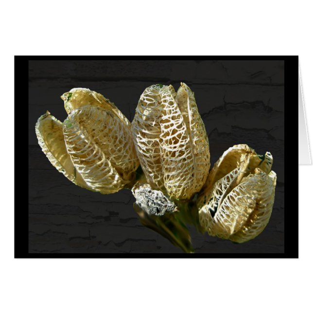 Leere Lily Seed Pods Koordinaten von Elementen (Vorderseite (Horizontal))