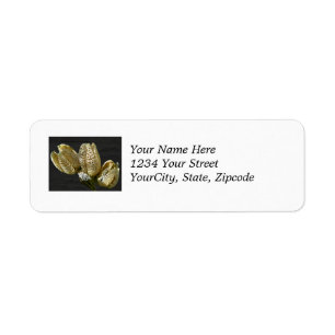 Leere Lily Seed Pods Koordinaten von Elementen