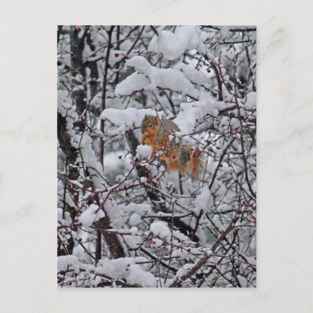 Leere Postkarte des Eichhörnchen-6206 (Vorderseite)