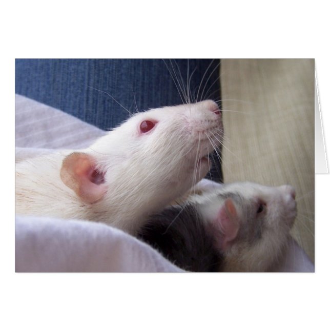 Leere Ratten-Karte (Vorderseite (Horizontal))