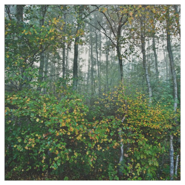 Leerer Kiefern-Wald Stoff (Muster)
