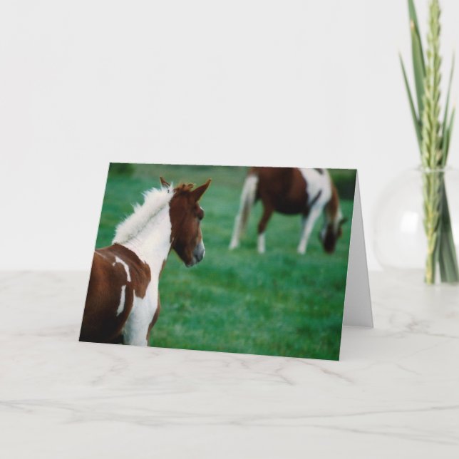 Leeres Notecard_Horses, das im Sommer weiden lässt Karte (Vorderseite)