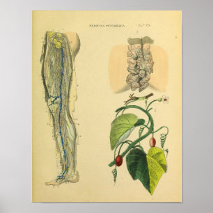 Leg Lymphatics Veins Anatomie Vinatge Art Print Poster